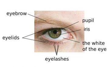 What is Eyes?